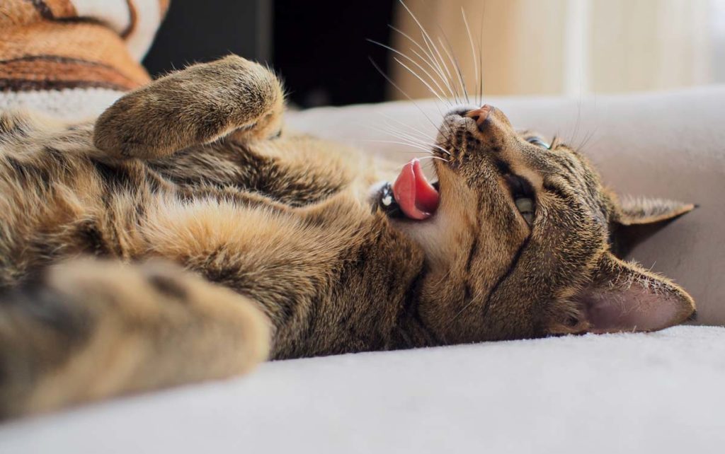 caractère du chats savannah -supercroquettes